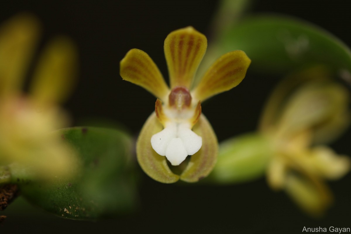 Trichoglottis tenera (Lindl.) Rchb.f.